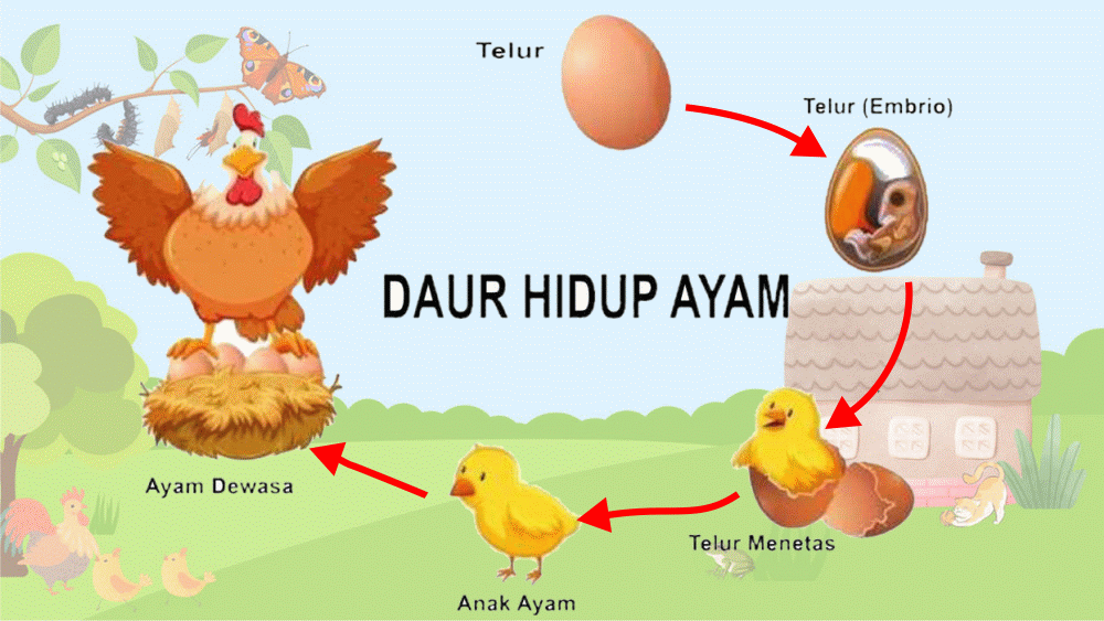 Siklus Hidup Ayam