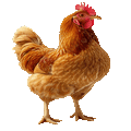 Ayam