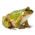 Katak