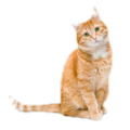 Kucing