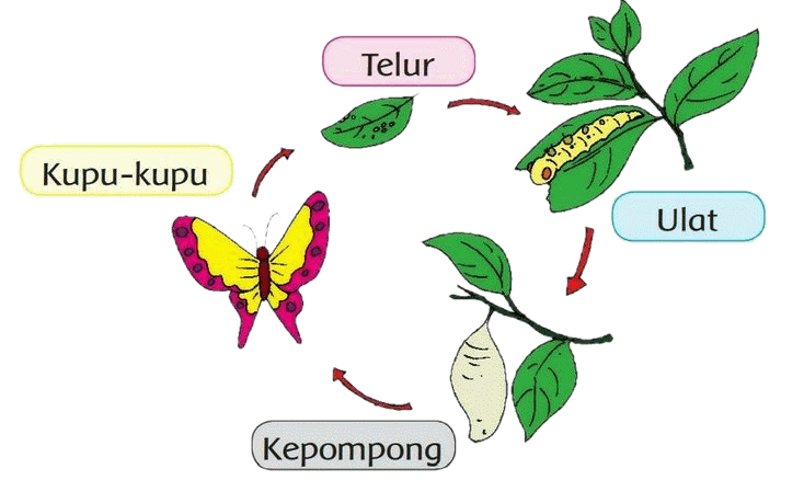 Siklus Nyamuk